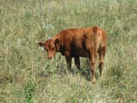 2011 Calves 004.JPG