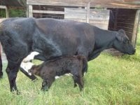 Indian outlaw calf2.jpg