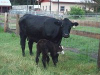 Indian outlaw calf 1.jpg