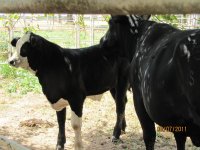 Steer Planet 535 Calf.jpg