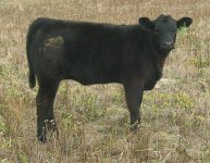 HighLiner Heifer.JPG