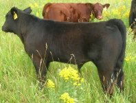 Sun Seeker Black Steer.JPG