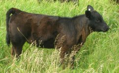 Highliner Heifer 2.JPG