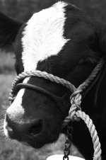 Calf 1 BW (682x1024).jpg