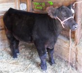 10-11 Steer 042 - Copy.JPG