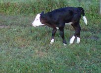 70_Heifer_2[1].jpg