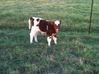 Massive calf 1.jpg