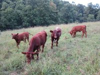 Shorty Heifer Bulls.jpg