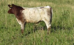 21Px6U 2011 calf.jpg