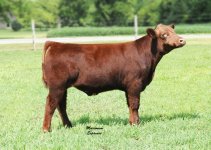 JPJ PB steer.jpg