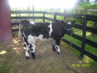 2011 calves for sale 008.jpg