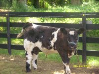 2011 calves for sale 002.jpg