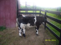 2011 calves for sale 004.jpg