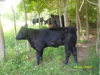 2011 calves for sale 014.jpg