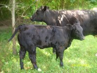 2011 calves for sale 011.jpg