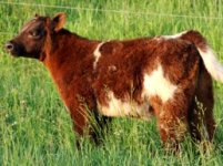 Bojo x Purebred Shorthorn.jpg