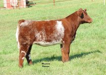 Bloodstone X SS Dream Lady 420 hfr.jpg