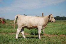charolais.jpg