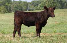 Nina Calf.jpg