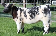 2010 calves 004_opt shorty plus.jpg