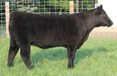 2010 calves 005_opt % simmy.jpg