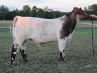 Eldorado bull calf.jpg