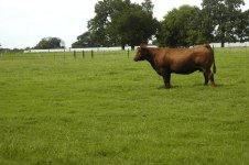 20070701 Jerry Jones Cattle 366 copy.jpg