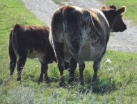 Blueprint Purdy Susan 1P and her Diamond Prophecy 21P heifer calf.jpg