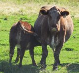 Diamond Minnie Searle 11S and her Diamond Prophecy 21P heifer calf.jpg