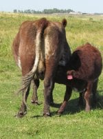 Diamond Minnie Searle 11S, and her Diamond Prophecy 21P heifer calf .jpg