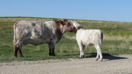 Diamond Nona Maid 61N and her Diamond Temperature Rising heifer calf.jpg