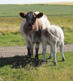 Diamond Nona Maid 61N front and her Diamond Temperature Rising heifer calf.jpg