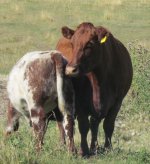 Diamond Penny Maid 7P and her Red Rose Gold Spear Ruffian steer.jpg