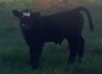 Calf#1.jpg