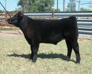 259- Heatwave 5 x Maine Angus.JPG