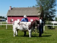 National Junior Shorthorn Show 2010.jpg