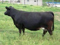cow1.jpg