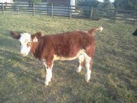 hilbilly Deluxe Heifer 2.jpg