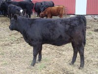 angus heifer.jpg