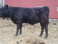 angus heifer 2.jpg