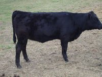 angus heifer 3.jpg
