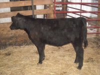 Calf Pics 021.jpg