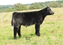 Lot_12_Moose_PB_SH_Steer.jpg