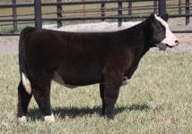 Tag #13 Monopoly x Star heifer-2.jpg