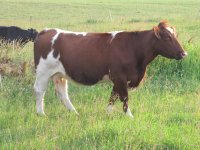 PB Maine Razor daughter.jpg