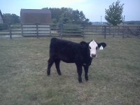 Show Calves.jpg