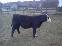 All aboard steer.jpg