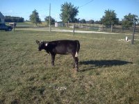 brockle heifer.jpg