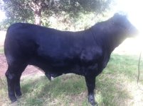 american steer.jpg