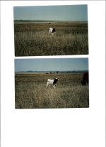 scan0005.jpg